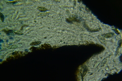 Rosellinia hyalospora