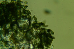 Rosellinia hyalospora