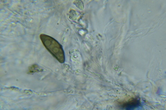 Rosellinia hyalospora