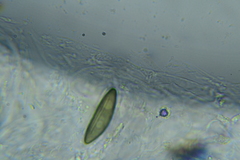 Rosellinia hyalospora