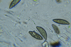 Rosellinia hyalospora