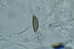 Rosellinia hyalospora