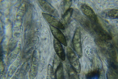 Rosellinia hyalospora