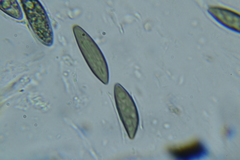 Rosellinia hyalospora