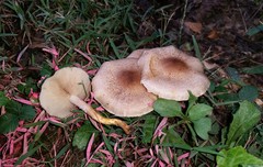 Pholiota angustipes