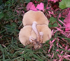 Pholiota angustipes