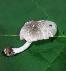 Volvariella taylorii