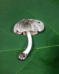 Volvariella taylorii
