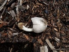 Volvariella taylorii