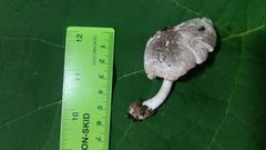 Volvariella taylorii