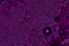 Volvariella taylorii