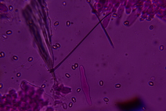 Volvariella taylorii