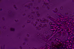 Volvariella taylorii