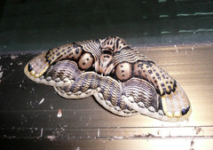 Brahmaea wallichii insulata