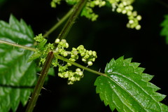 Urtica incisa