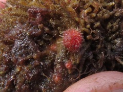 Boltenia villosa
