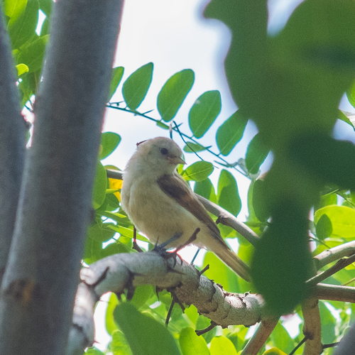 Rémiz penduline