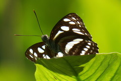 Phaedyma columella singa