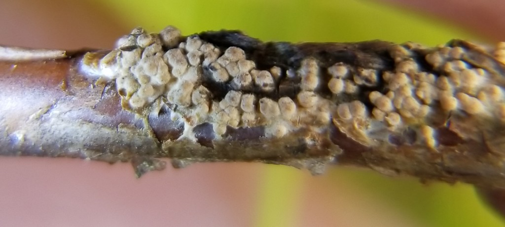 Podonectria