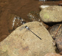 Austroargiolestes calcaris
