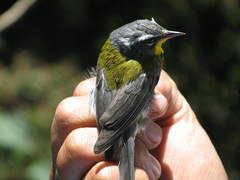 Oreothlypis superciliosa