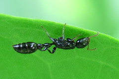 Tetraponera