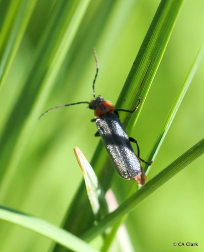iNaturalist observation photo of Cantharini