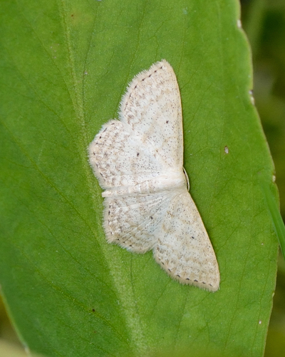 Acidalie de Kretschmar (L')