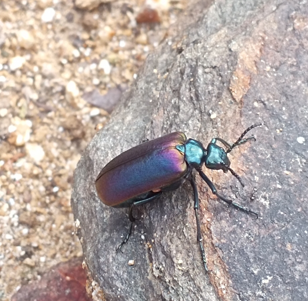 Tetraonyx pectoralis