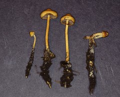 Hypholoma tuberosum