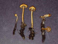 Hypholoma tuberosum