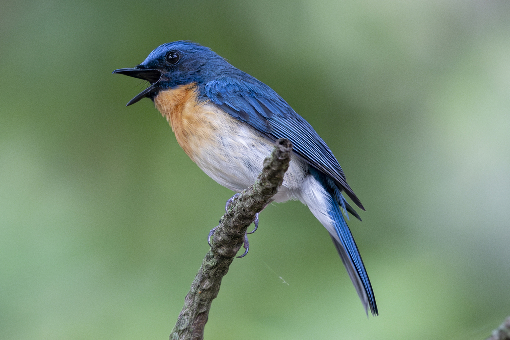 Tickell's Blue Flycatcher (Cyornis tickelliae) photo