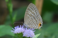 Jamides celeno aelianus