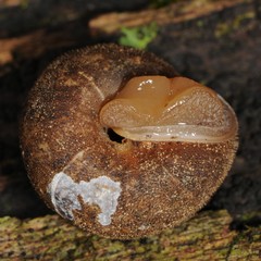Euchemotrema fraternum
