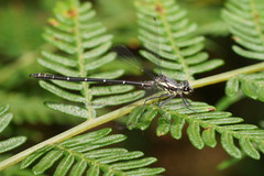 Austroargiolestes calcaris