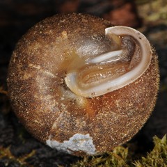 Euchemotrema fraternum