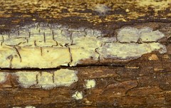 Radulomyces confluens