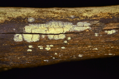 Radulomyces confluens