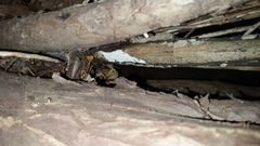 Radulomyces confluens