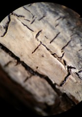 Radulomyces confluens