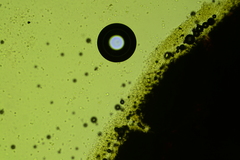 Radulomyces confluens