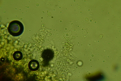 Radulomyces confluens