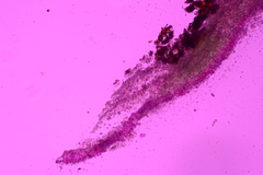 Radulomyces confluens