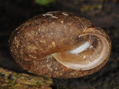 Euchemotrema fraternum