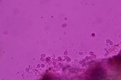 Radulomyces confluens