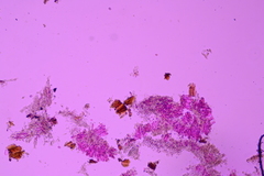 Radulomyces confluens