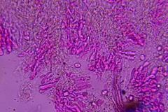 Radulomyces confluens