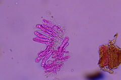 Radulomyces confluens