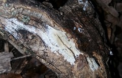 Peniophorella pubera