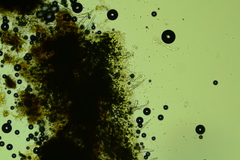 Peniophorella pubera